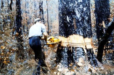 Felling Jarrah tree at Jarrahwood with chainsaw (taken off old slide of Jarrahwood Mill).