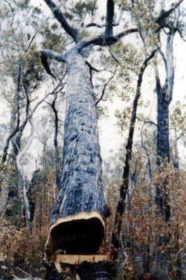 Jarrah tree falling at Jarrahwood after being cut by chainsaw (taken off old slide of Jarrahwood Mill).