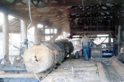 Jarrah log about to be sawn at Jarrahwood Mill (taken off old slide of Jarrahwood Mill).