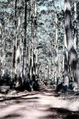  Forest at Jarrahwood (taken off old slide of Jarrahwood Mill).