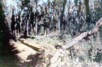 Emu in bush at Jarrahwood Mill (taken off old slide of Jarrahwood Mill).