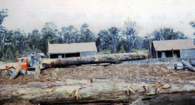 Log about to be winched into the Jarrahwood Mill for processing (taken off old slide of Jarrahwood Mill).