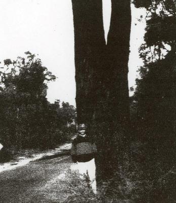 Aboriginal water tree in National Park, Milyeannup.