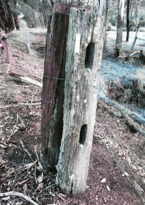 Post and Rail Fencing on side of Balingup Road, July 2017.
