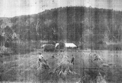 Hay making C. 1920