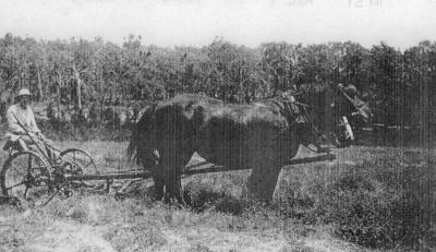 "Bingalup" Cool springs and running water, Vasse Highway. Ernest John Loveland. 1951 Kate and Flo pulling the Harris mower.