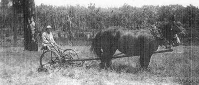 "Bingalup" Cool springs and running water, Vasse Highway. Ernest John Loveland. 1951 Kate and Flo pulling the Harris mower.