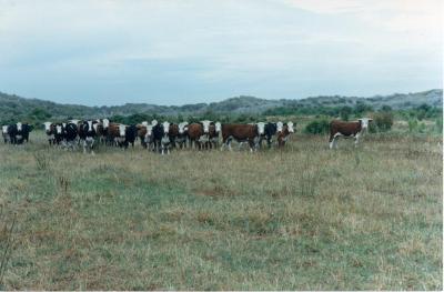 Edward and Jessie Brockman's Hereford steers on block @ Scott River.