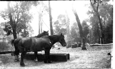 Barrabup Horses "Punch" & "Sailor" 1925