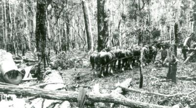 Dave Clarke's Horse Team in bush near Ellis Creek