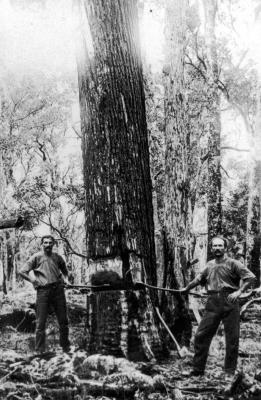 Tree Fallers "Fotades Brothers" Basil & John bush near Ellis Creek