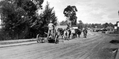 Bullock Team grading Warren Road - Driver John Kearney. C 1930