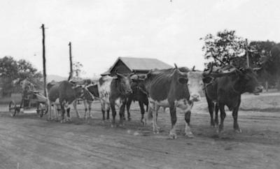 Leo Wheatley's Bullock Team grading Warren Road - Driver John Kearney. C 1930