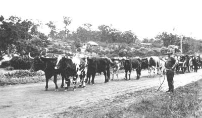 Bullock Team - Photo taken at or near Nannup