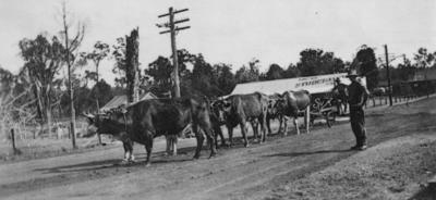 Bullock Team grading Warren Road - Driver John Kearney