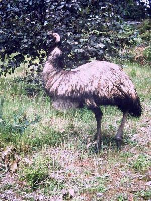 "Bill" a resident emu C 1960. Died at Donnelly River Mill in an accident when he was 12 years of age.