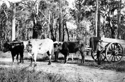 Savage, Fred - Aged 14 at Jarrahwood with bullock team 1890