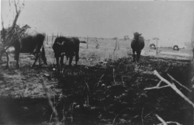 Property of HS (Harry) Whittington, 'Springhill', Brookton, Western Australia, Australia - 102