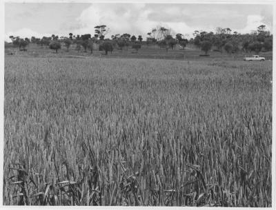 Property of HS (Harry) Whittington, 'Springhill', Brookton, Western Australia, Australia - 125