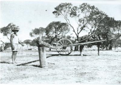 Black and White photograph.  Horse breaking at George's farm. Bill Pettit working horse