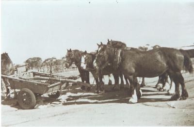 Black and White photograph.  Doodlakine horse team ready for dam sinking