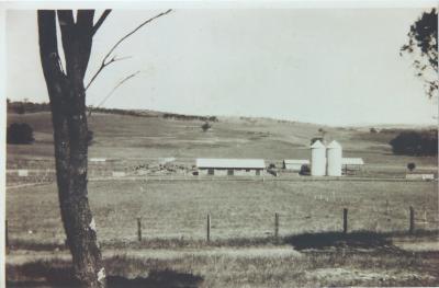 Black and white photograph Muresk Dairy