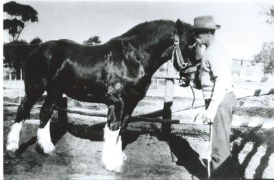 Black and White photograph John Dixon and a draft horse