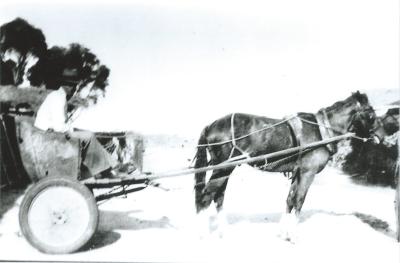 Black and White photograph Horse and Cart using rear of T Ford used to and from Bungulla school by Dixon Family