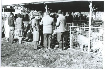 Black and White photograph Kellerberrin 1st pig market