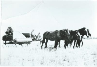 Black and White photograph Horses and early Harvester