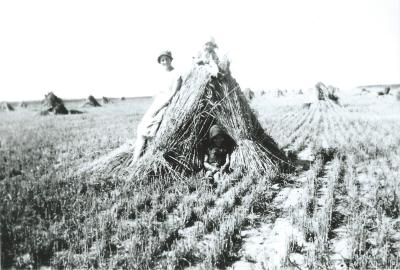 Black and White photograph.  Stooked hay on Gunn farm.