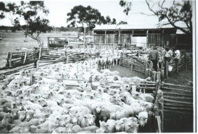 Black and White photograph Hampton Farm Kellerberrin Shearing