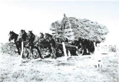 Black and White photograph Hay carting - Gunn property Mt Caroline