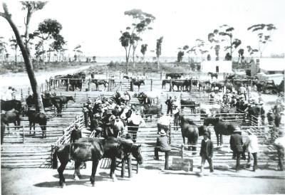 Black and White photograph Kellerberrin Horse Sale Yard Behind Kellerberrin Hotel