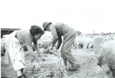 Black and White photograph Hampton Farm.  Don Forsyth and Mavis Forsyth Sheep Feeding