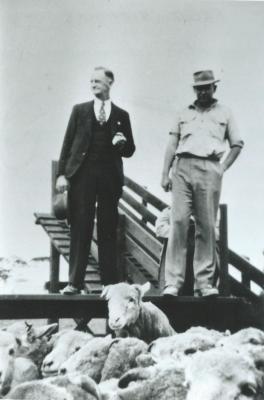 Black and White photograph.  Fred Nicholls opens sheep sale yards