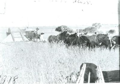 Black and White photograph.  Harvesting C H McClelland