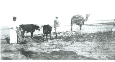 Black and White photograph.  Camel driver with cows