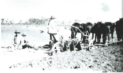 Black and White photograph.  Ploughing on McClelland property.  Horse team with plough