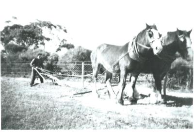 Black and White photograph.  Ploughing with single plough and 2 horse team