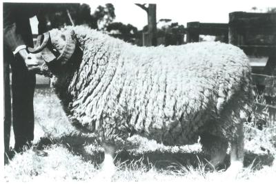 Black and White photograph Ram