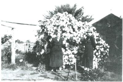 Black and White photograph.  Mrs George and Mrs Frood in garden - Doodlakine