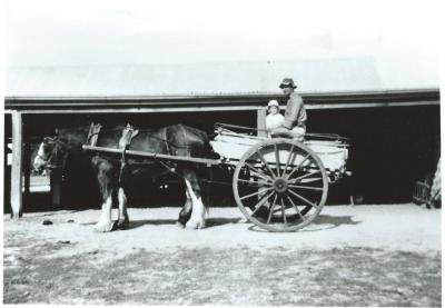 Black and White photograph.  Cardonia F Leake and child in cart with Clydesdale