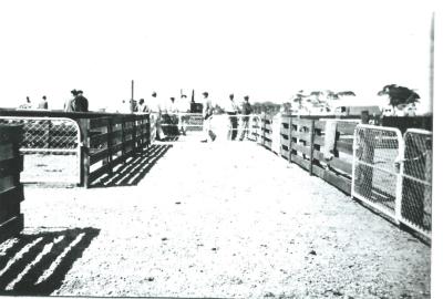 Black and White photograph.  Opening of Kellerberrin Sale Yard