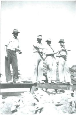 Black and White photograph.  First sale at Kellerberrin Sale yards.  Sale run by Elders