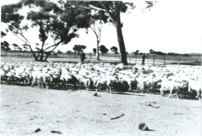 Black and White photograph.  Sheep outside in the yard at Kellerberrin Depot Shearing Shed