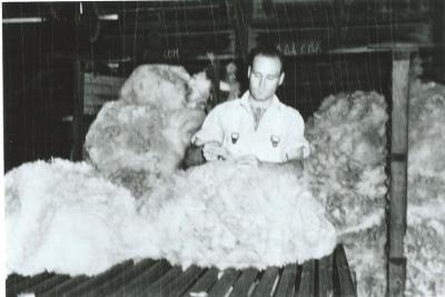 Black and White photograph.  Man  classing wool on sorting table at Kellerberrin Shearing Shed Depot