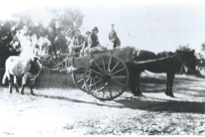 Black and White photograph.  Horse and Cart with 2 adults and 2 children.  Cow tied to back of cart