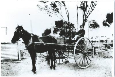 Black and White photograph.  Harold, Ailsa, Alan Paynter and Roland Hoffman with Meg (the Horse) in sulky ready for school