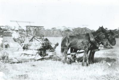 Black and White photograph.  W N Laird Horse and Binder